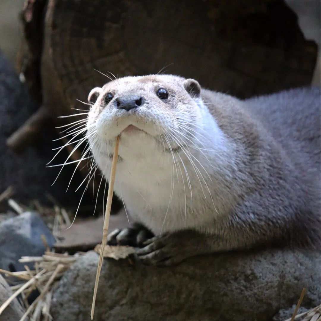 今日份的水獭小可爱,请查收