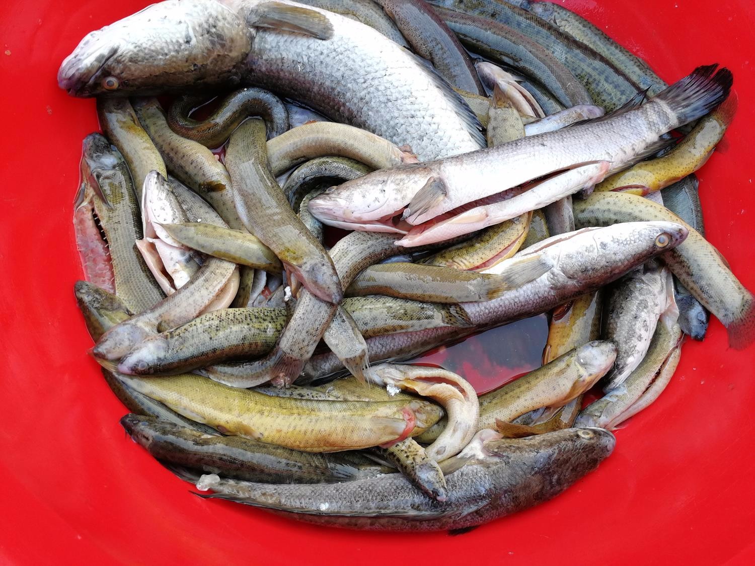 农村大集上野味摆满地,消失多年的稀罕物12元1斤,可遇不可求|黑鱼