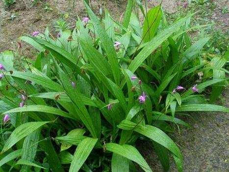 18年农民不想种地,可以尝试种它,一斤可卖70元,种成功了能发财