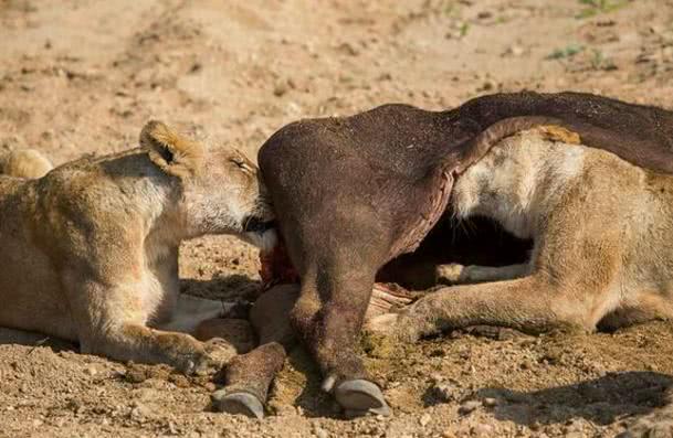 被牛肉味直接吸引了过去,一直贪婪的狮子直接钻进了腹中!
