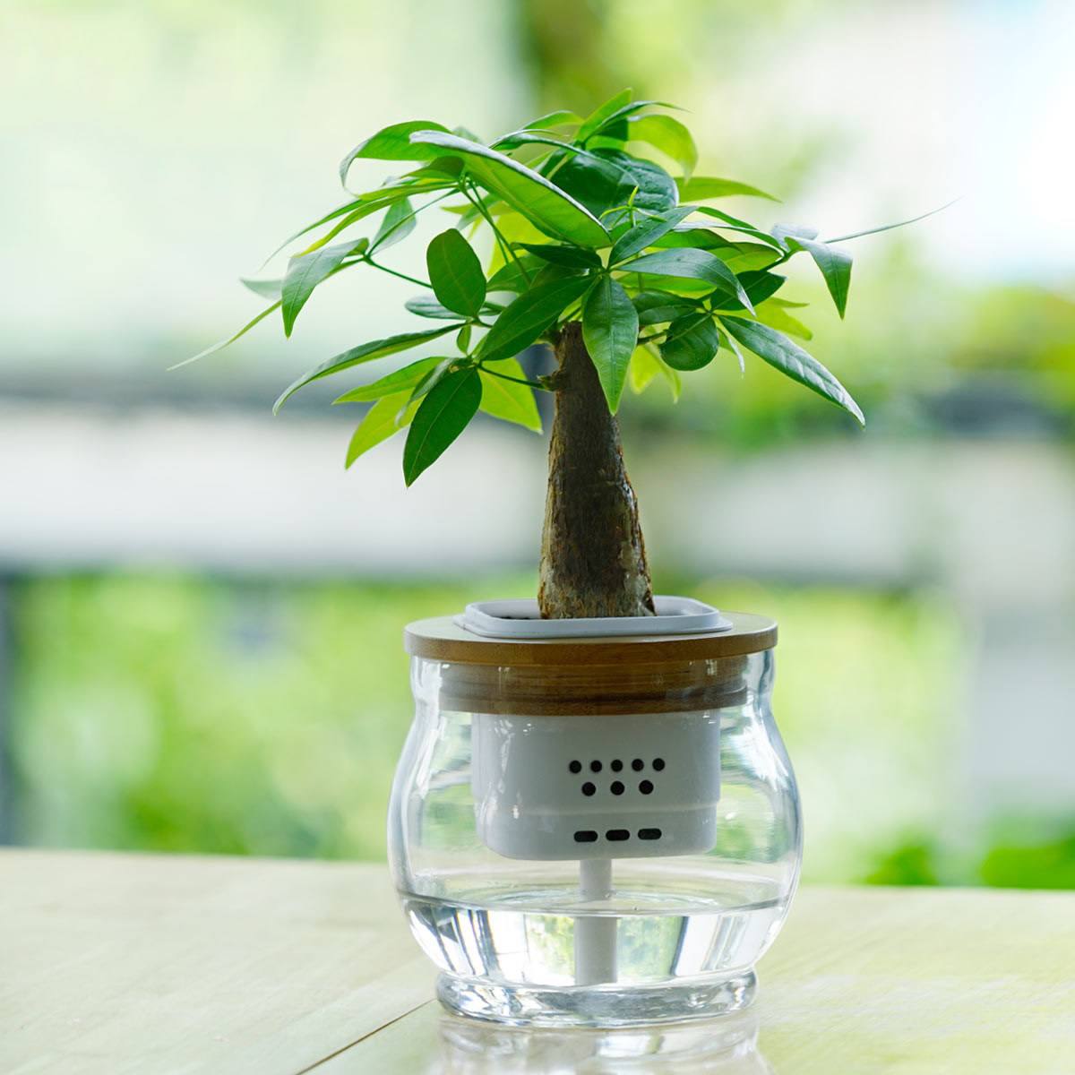 怎樣才能養好水培植物?學會換水是關鍵!