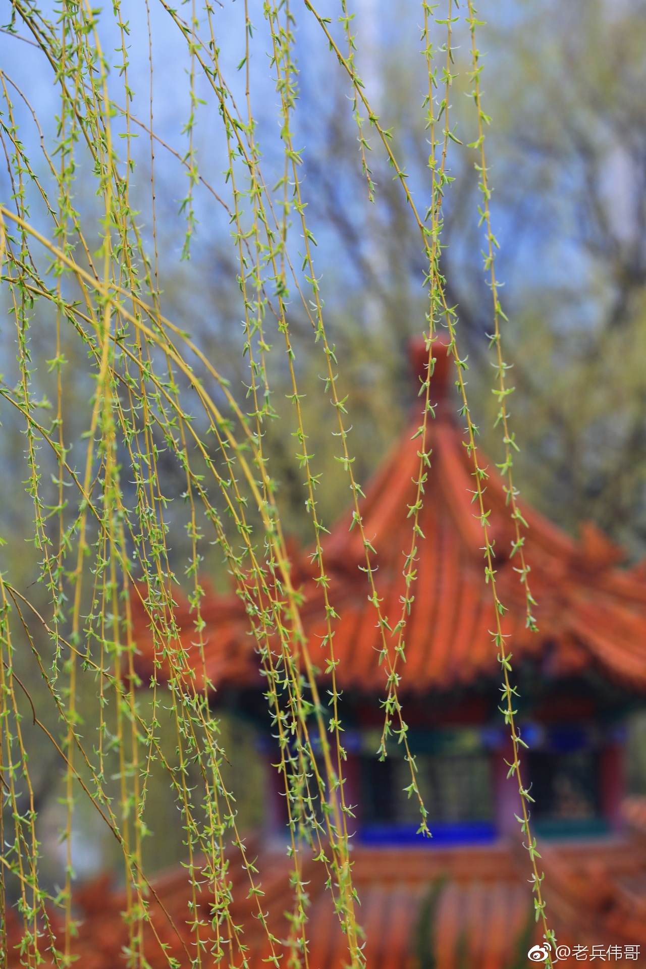 遇见大连61清明的柳