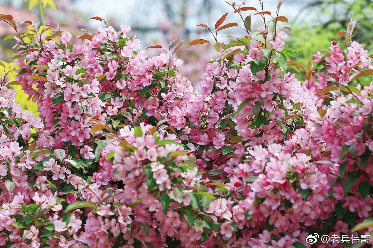 遇见大连61海棠花开
