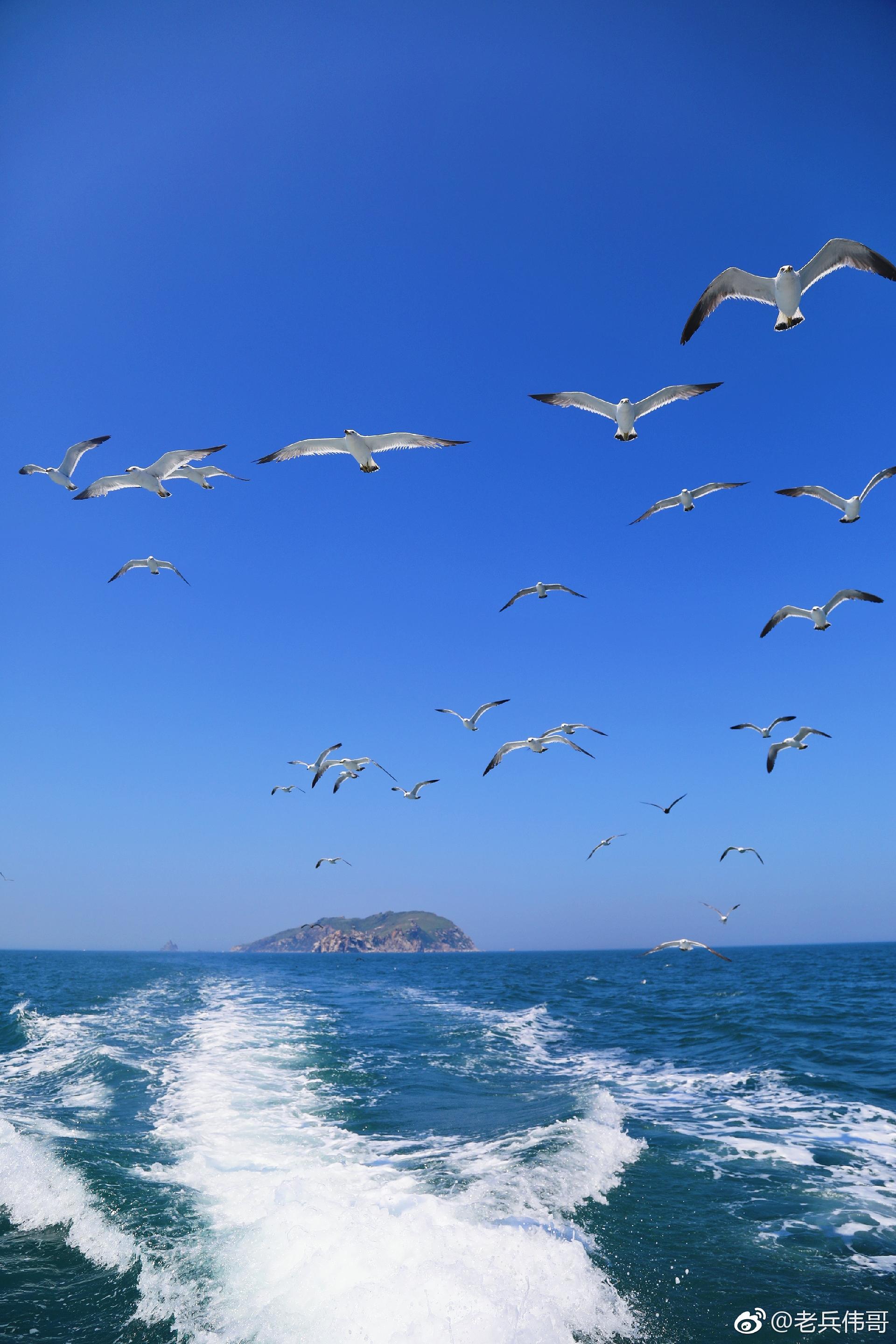 遇见大连61海猫岛海鸥