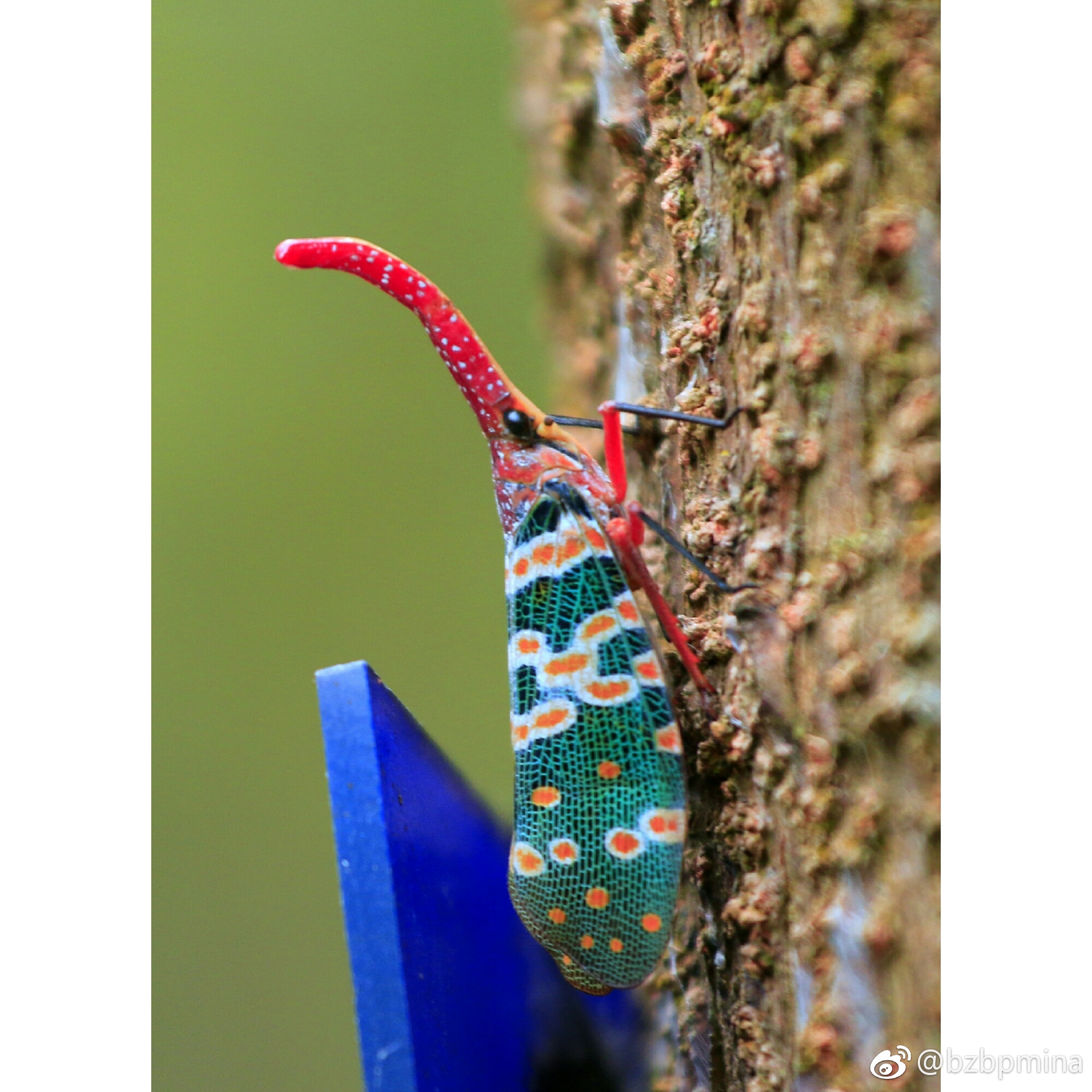 龙眼鸡不是鸡,但据说是最好吃的昆虫,且很补,特别是它长长的鼻子很甜