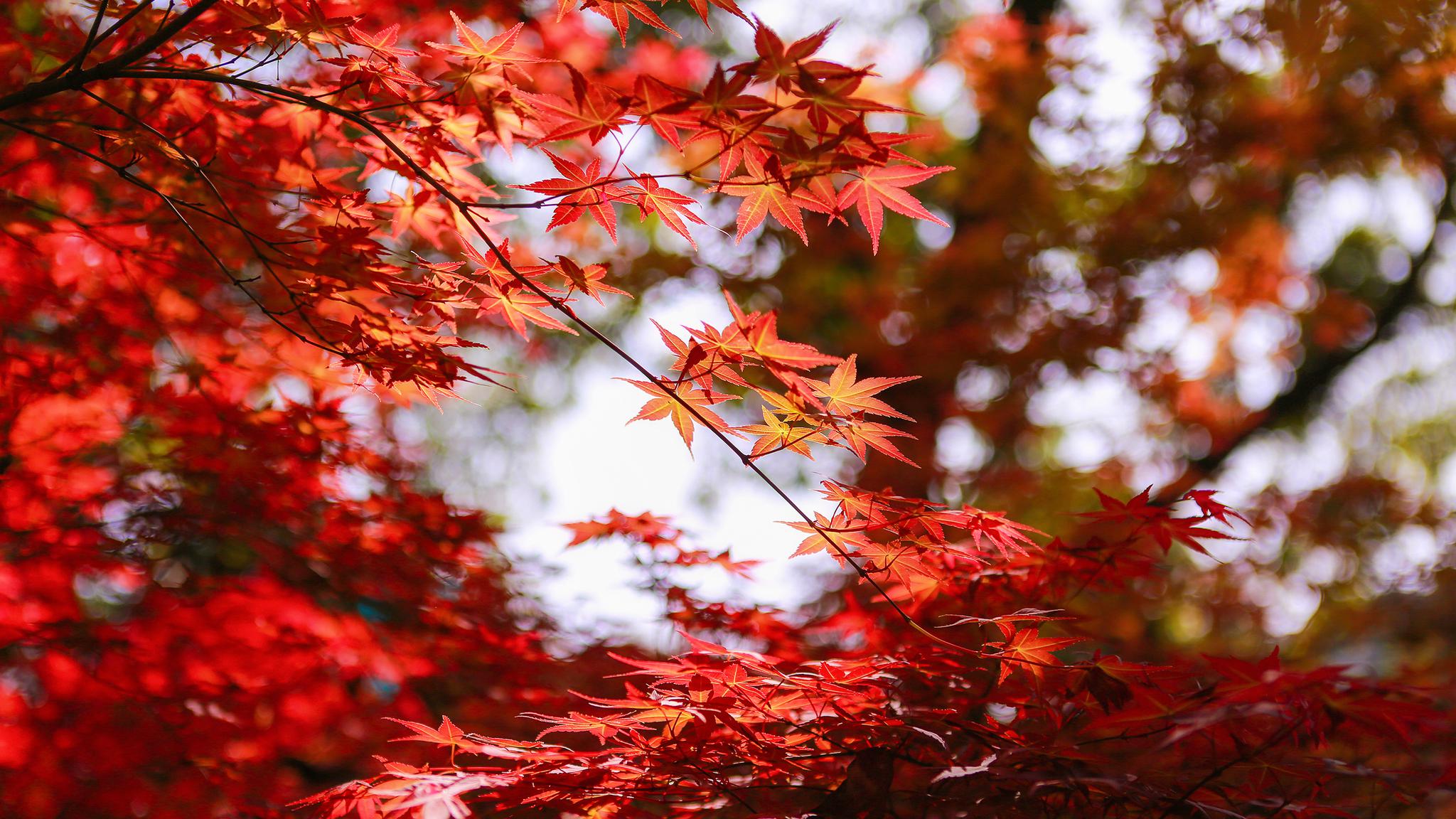 缓缓飘落的枫叶像思念