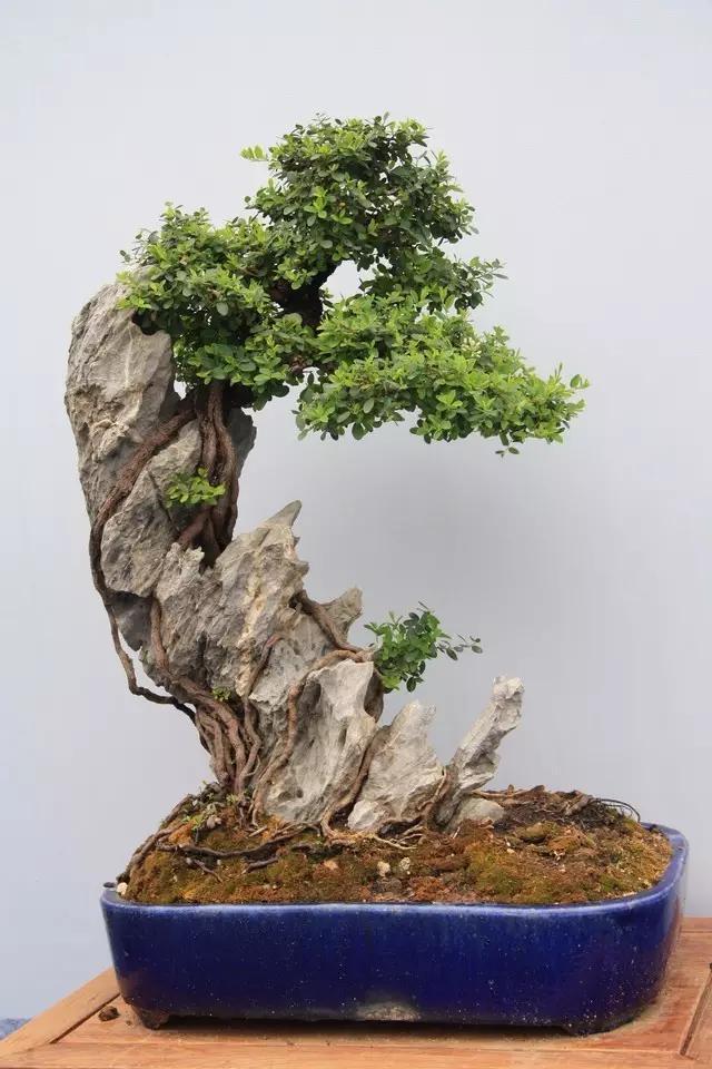 趣味,树和石头相辅相成,形态看起来怪异又富有情趣,是广大盆景