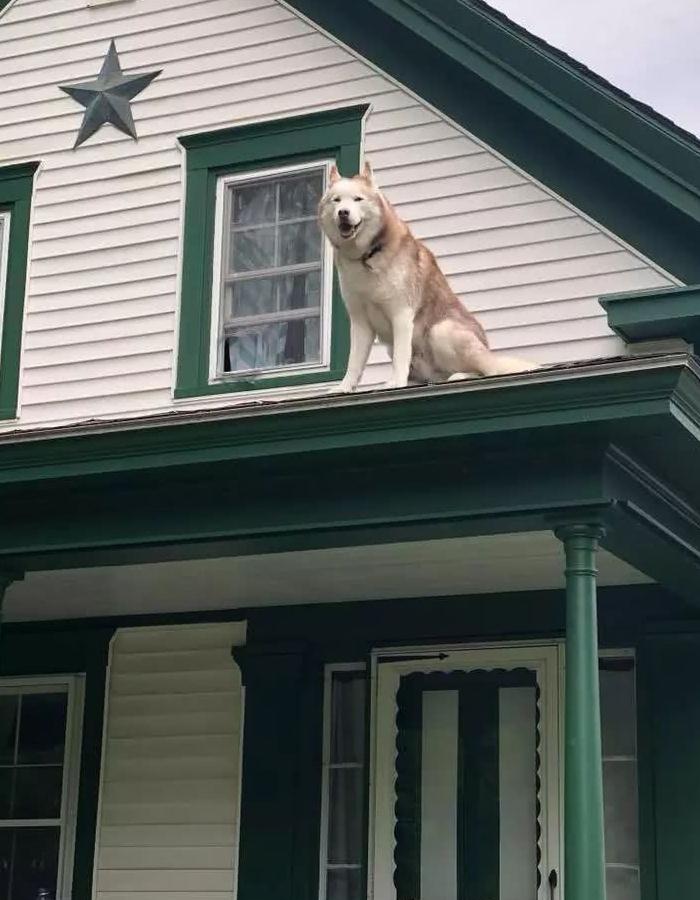 狗狗爬上屋顶四下撩骚,被消防员一把塞进窗子:还皮,进去吧你!