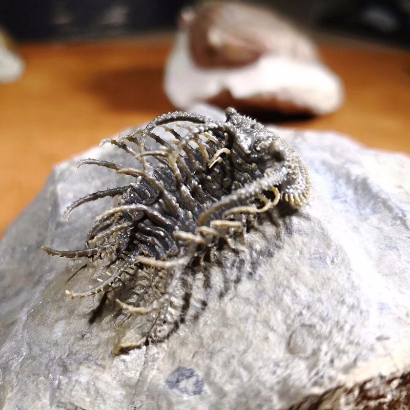 它在石头里待了上亿年之久,全身带刺,至今没有中文名|摩洛哥|三叶虫