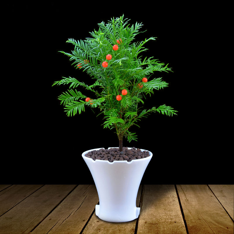 在家里种花让阳台成为花园,在城市里也能感受清新自然的喜悦|红豆杉