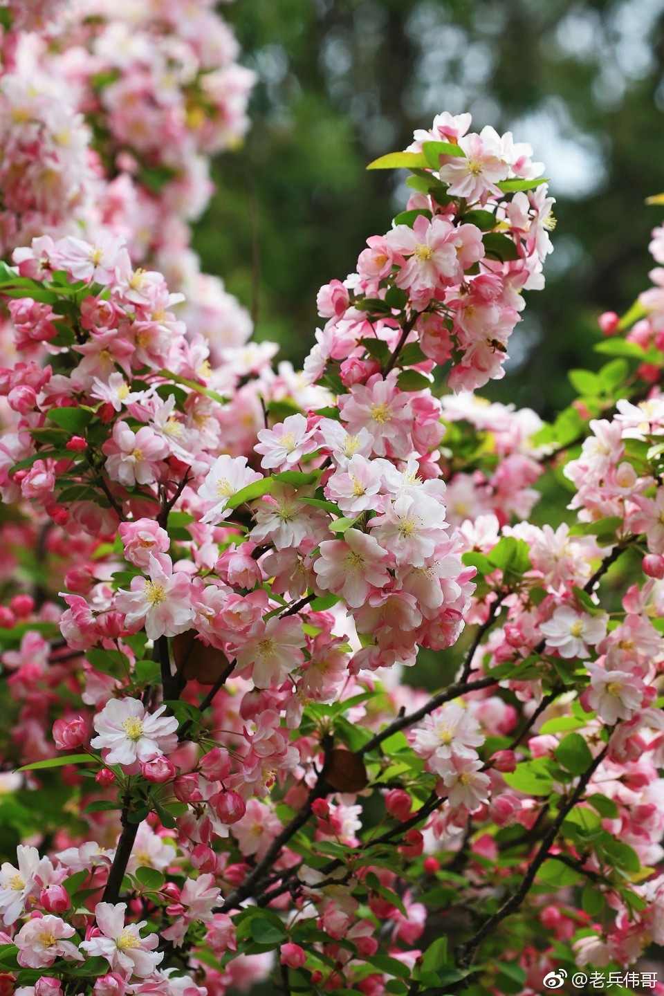 遇见大连61海棠花开