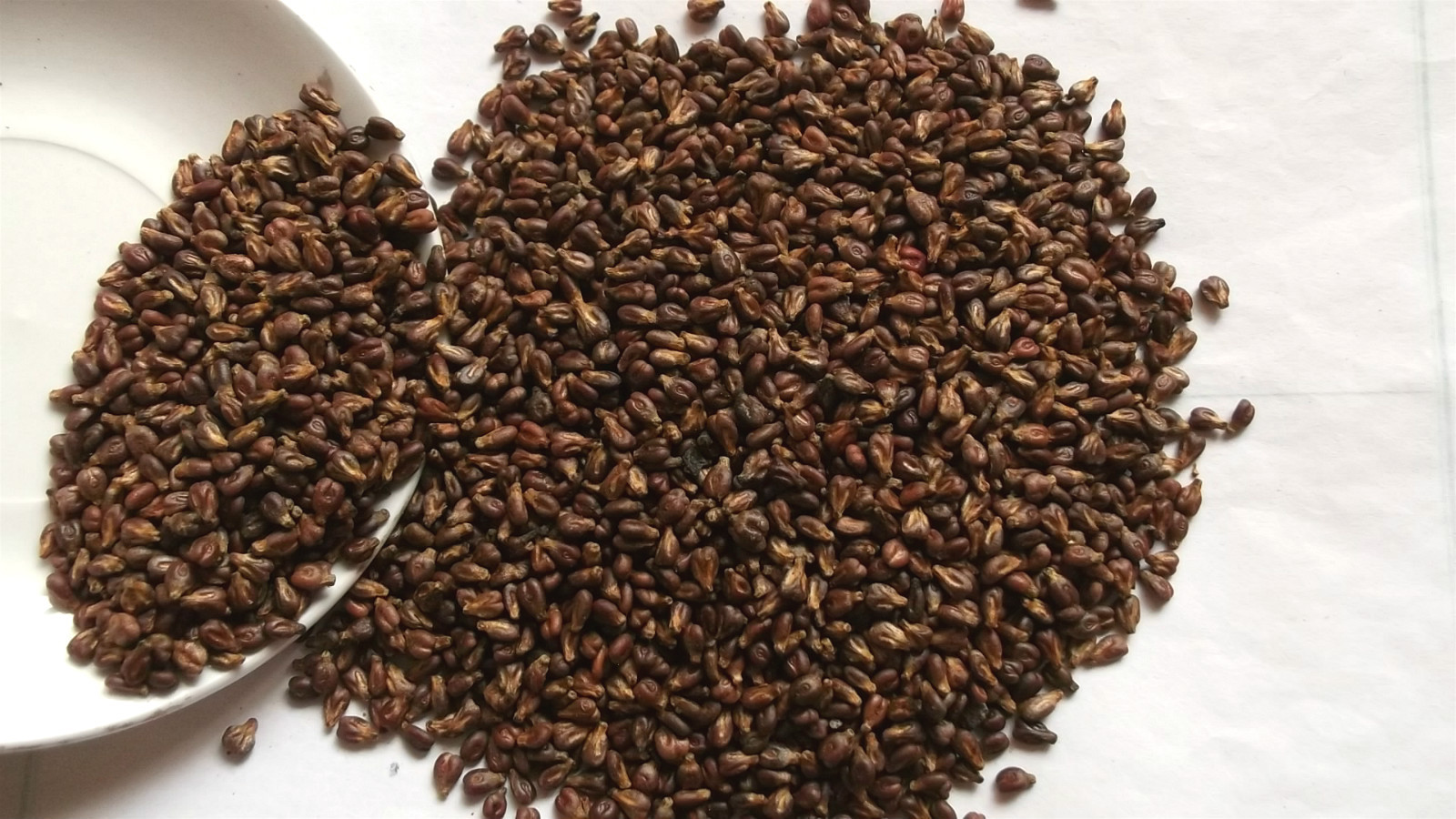 小小果实全身都是宝,你现在才知道真是可惜了!