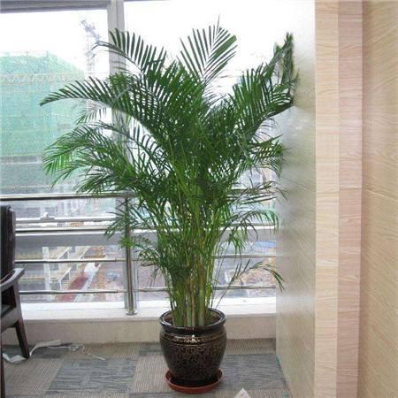 散尾葵怎么养养好散尾葵需要注意什么