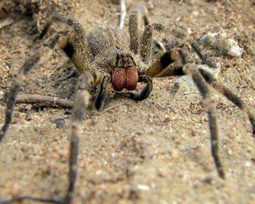 毒性最强的蜘蛛,男性被咬到将会异常勃起,持续时间最长可达几天