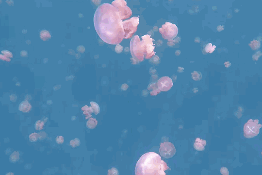 桃花水母动态图图片