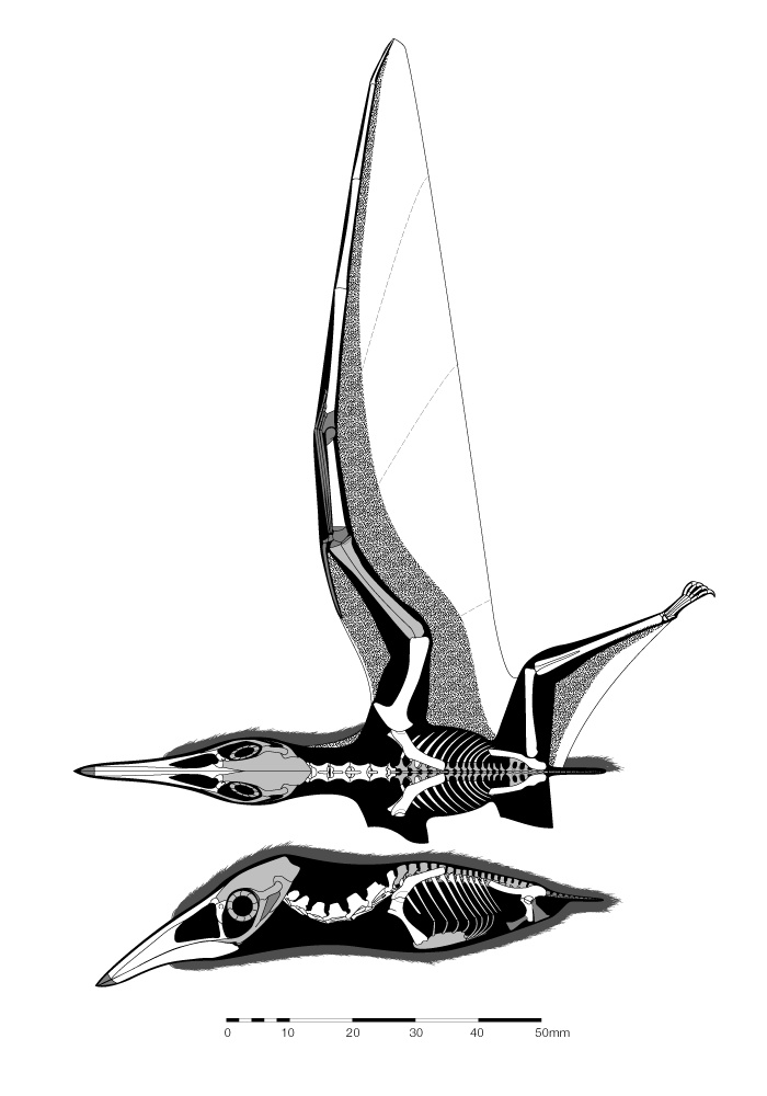 你以为翼龙都很大其实最小的翼龙只有麻雀那么大