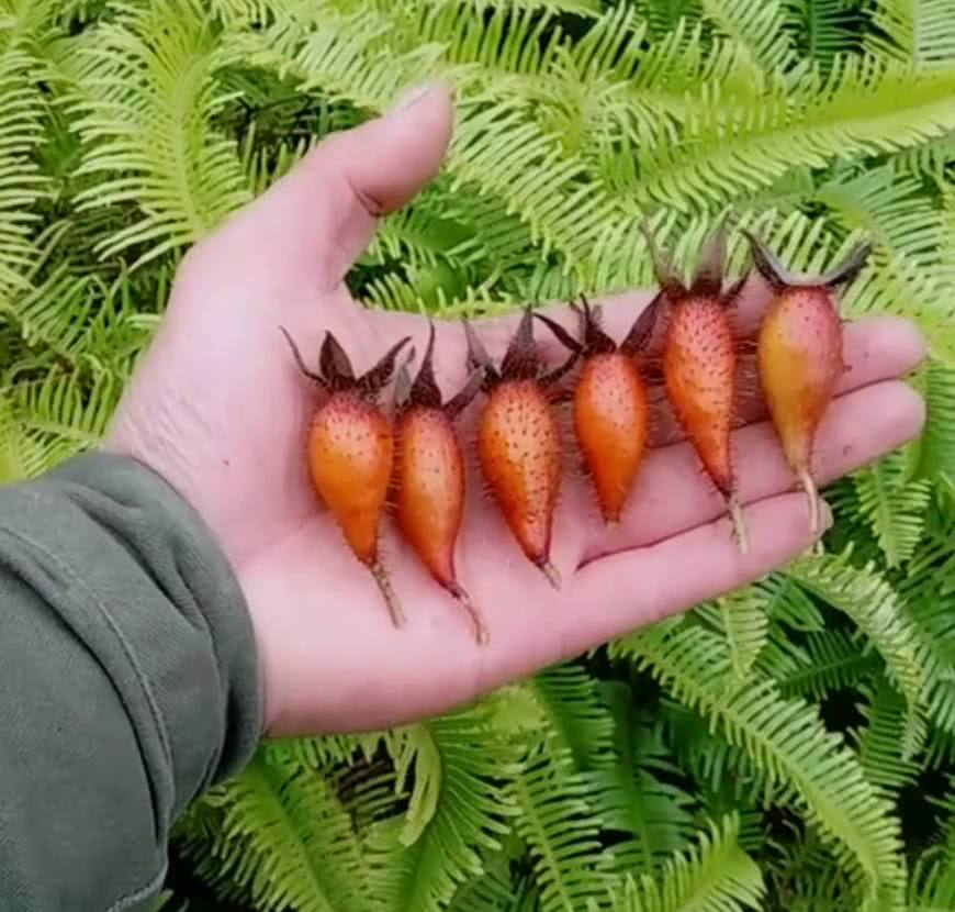 农村山里浑身长刺的"野果"药用价值极高,可生吃,用来泡酒更好