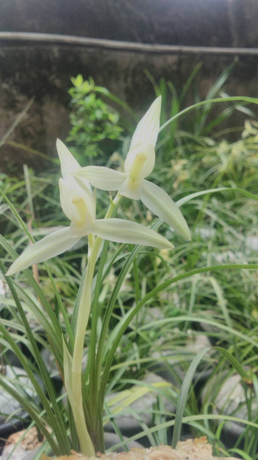 莲瓣兰新花沘江雪,兰花花主:王鹏超