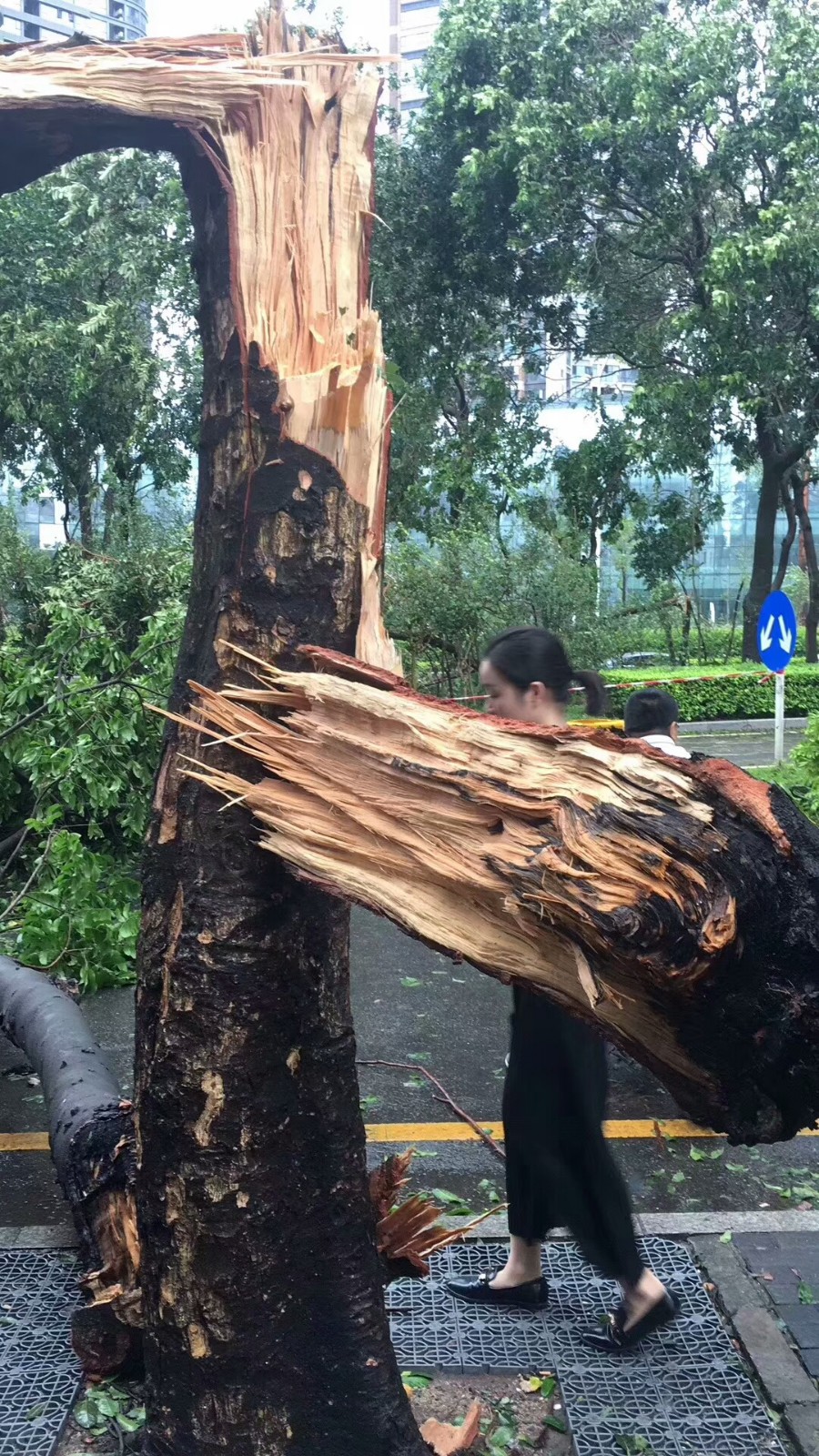 深圳35年最强台风山竹过境 成群大树被吹倒马路变"原始森林"