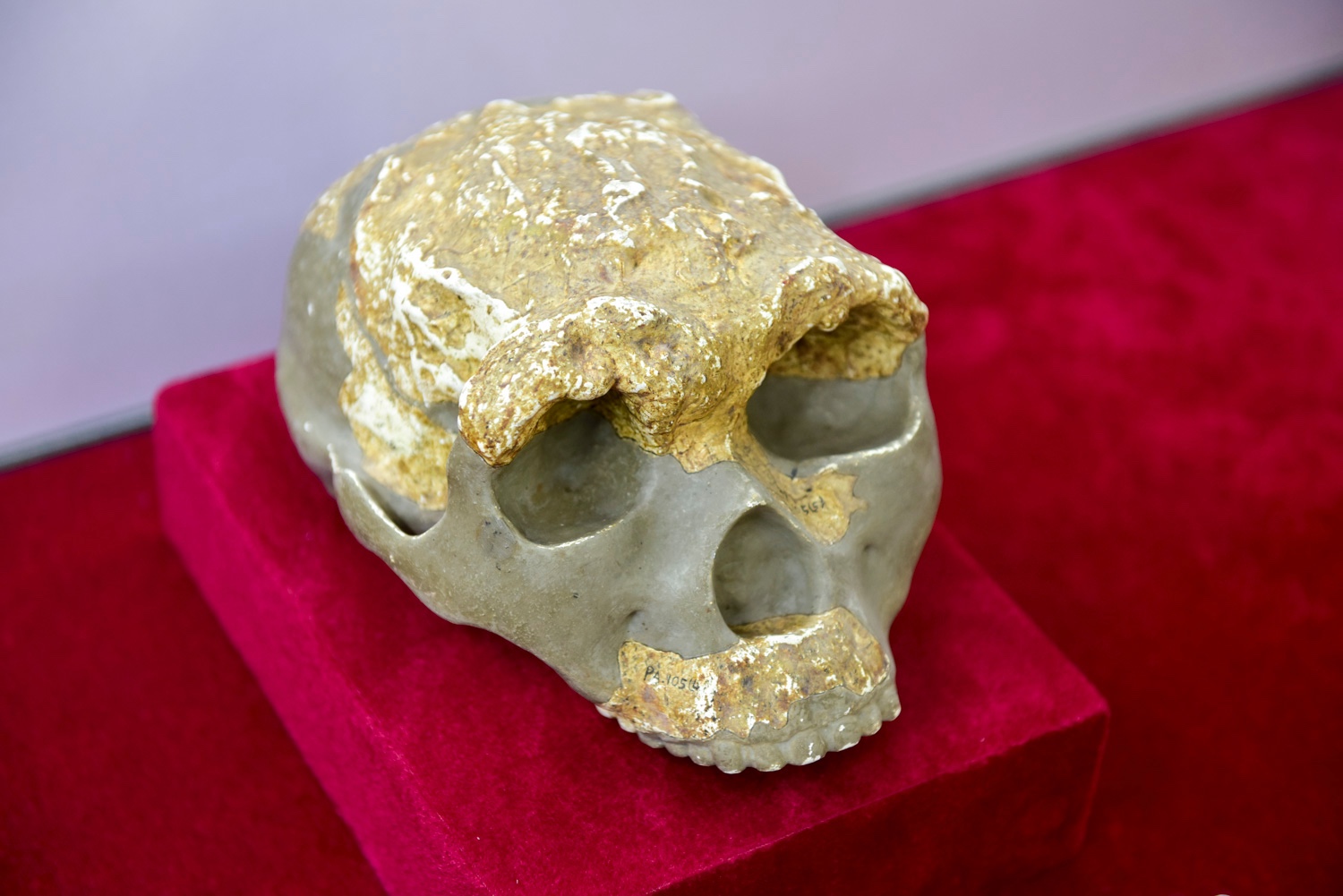 猿人头骨化石 @影像影响