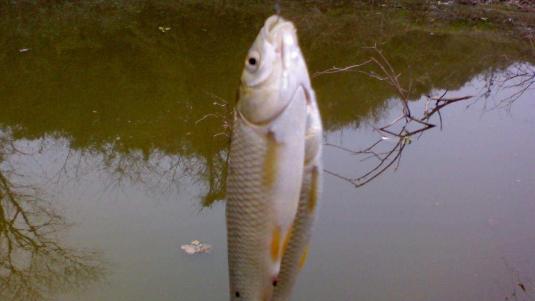 鲫鱼和鲤鱼最明显的漂相是这样的,遇到了马上提竿,百分百刺中鱼