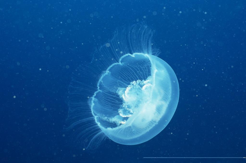 正文     5/8蓝环章鱼是一种很小的章鱼品种,臂跨不超过15厘米.