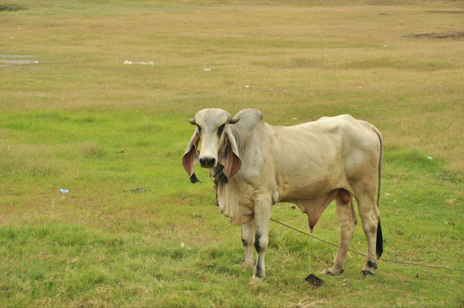 泰国身价100万公牛结婚, 1亿精子作聘礼