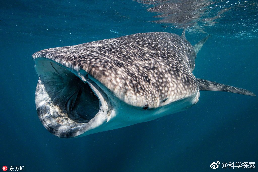 世界真奇葩 【马来西亚螃蟹"挥刀"勇斗厨师引围观 】这真是成精了