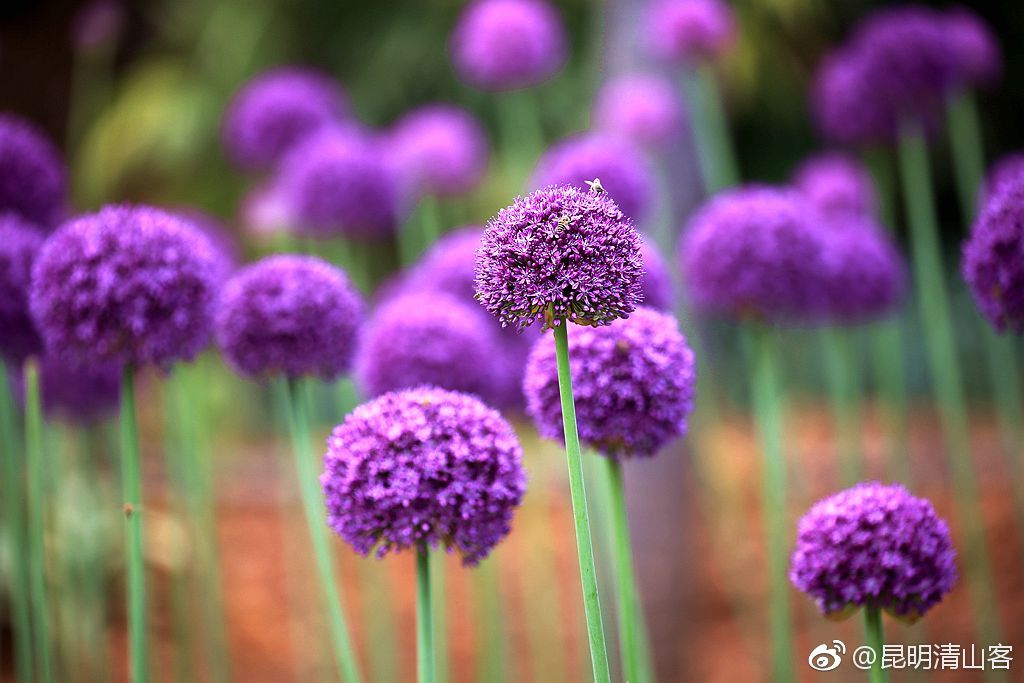 看昆明植物园的那一片紫红色的葱花