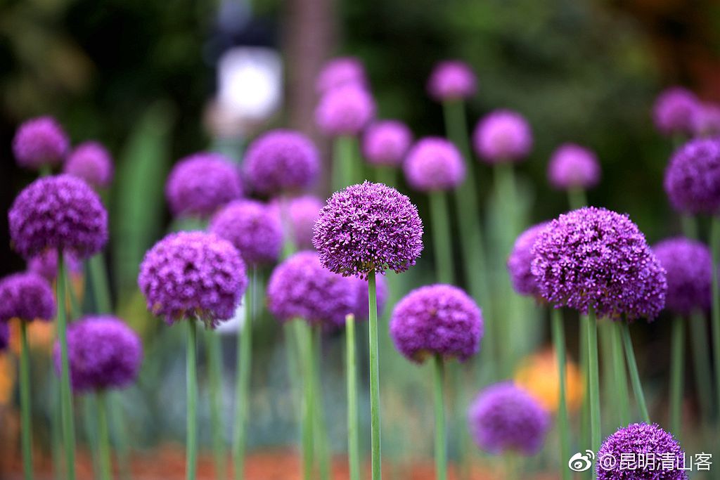 看昆明植物园的那一片紫红色的葱花
