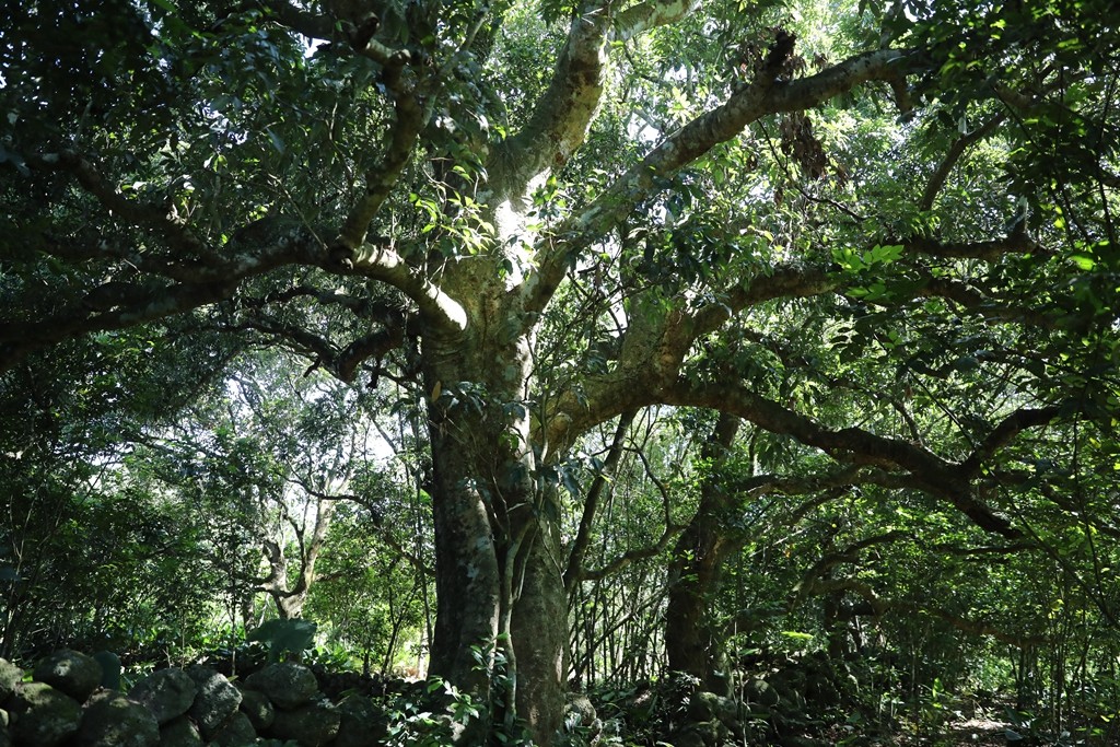 王等知名荔枝品种都来源于这颗上百年的荔枝树,而在野生荔枝基因库里