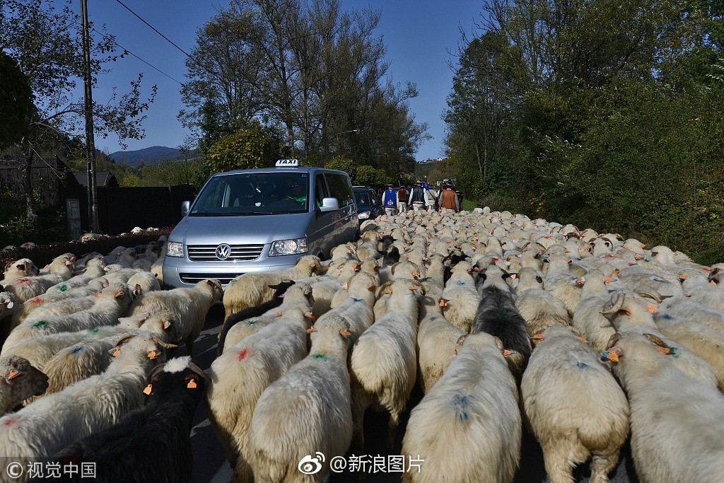 好多好多的羊咩咩过马路