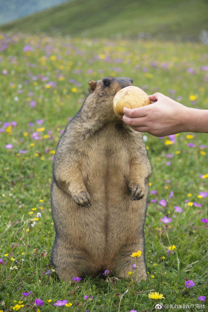 雪猪子被莫斯卡牧民认定为土地神的宠物并将其被奉为神灵