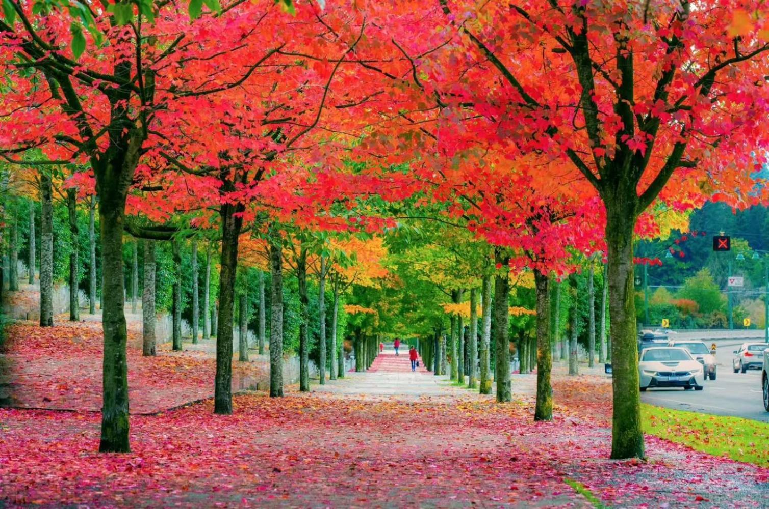 双色彩林!重庆这条自驾路堪比加拿大枫叶大道,一半秋日一半春日