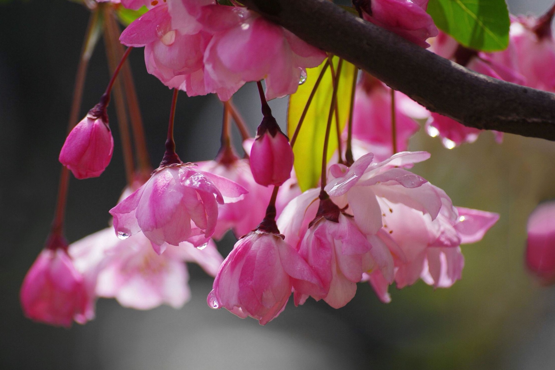 海棠著雨透胭脂