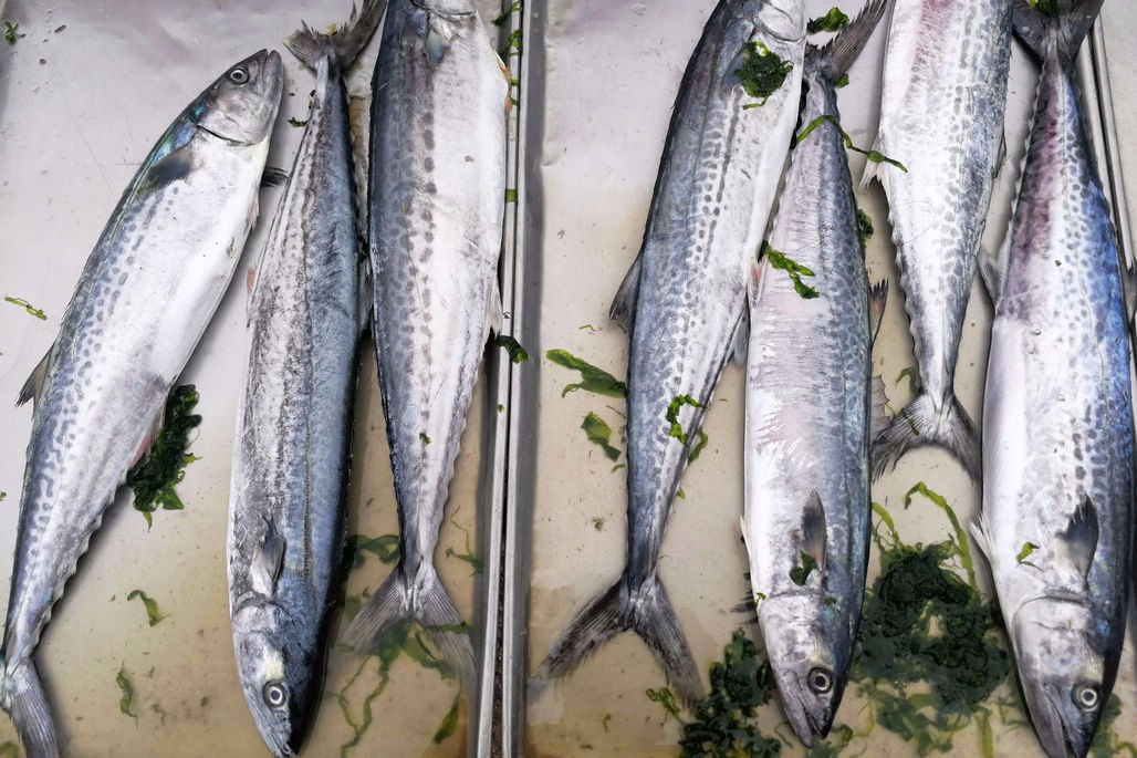 这就是鲻鱼,与梭鱼还是很像的,但价格差异较大,今天在大集上看到,只要