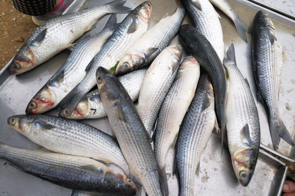 10块钱买2斤海鲜鱼鲻鱼价格便宜摊贩服务好大集海鲜销售火爆