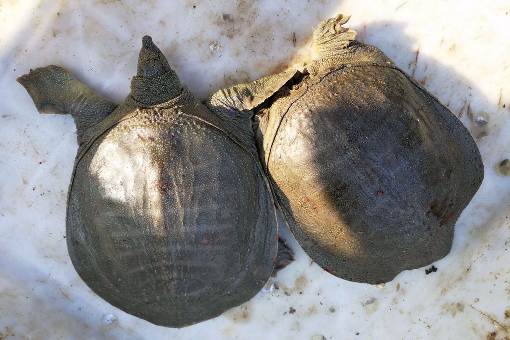 卖河鲜摊贩带来2只自生鳖 60块钱一只 很快被顾客买走