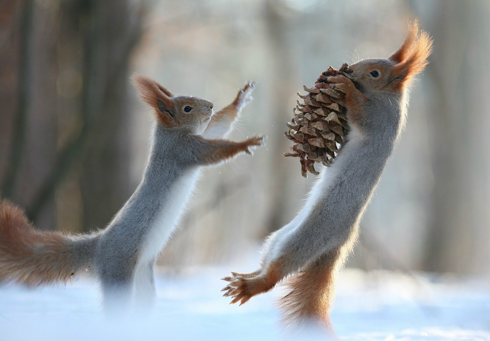 盘点动物夺食战瞬间,为生存它们连命都不要
