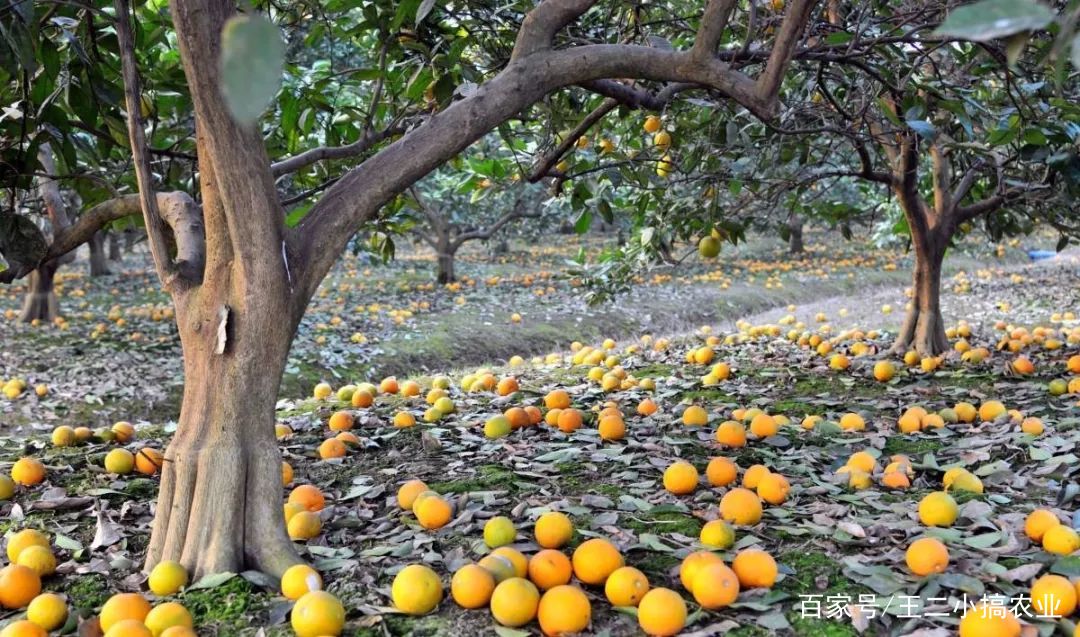 浙江衢州上万斤椪柑滞销,是否该试试留树保鲜