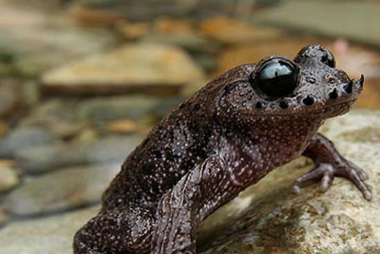 这是中国特有唇上长刺的蟾蜍你见过吗