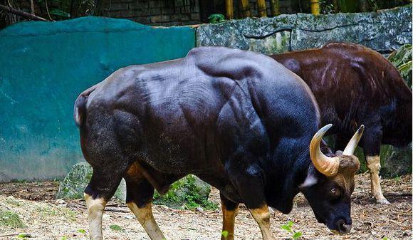 那身肌肉,白肢野牛