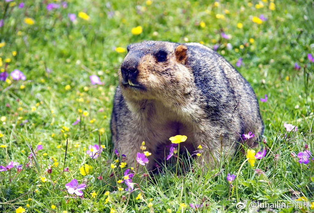 雪猪子被莫斯卡牧民认定为土地神的宠物并将其被奉为神灵