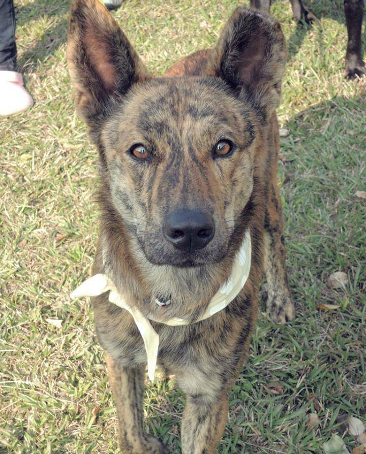 中华田园犬里的名犬，却被很多人视为土狗，如今濒临灭绝|名犬|土狗|灭绝_新浪新闻