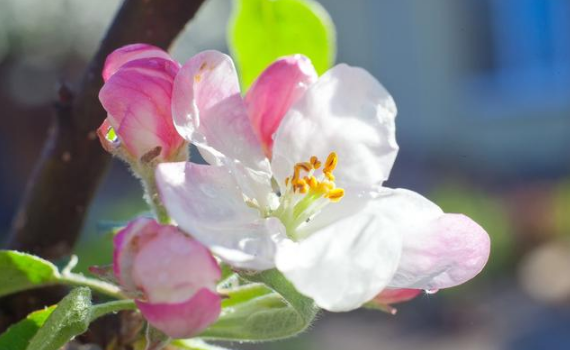 6月1號到月底,要啥來啥的三大生肖,日子過得紅紅火火!