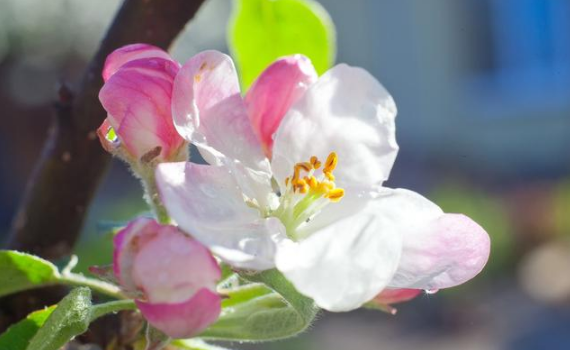 6月1號到月底，要啥來啥的三大生肖，日子過得紅紅火火！