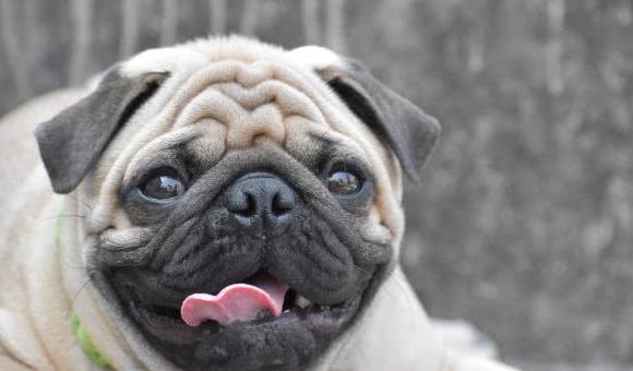 饲养前先做功课!关于短鼻犬有哪些事你该知道的?|软颚|呼吸道|鼻孔_新