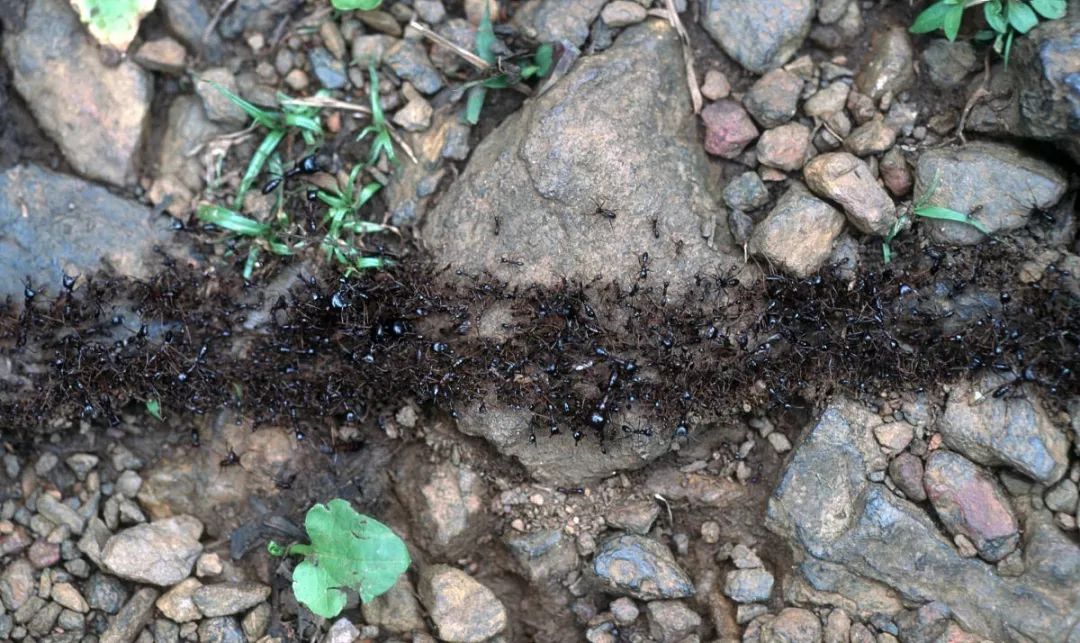 永远进击的行军蚁|亚科|蚂蚁|蚁后_新浪网