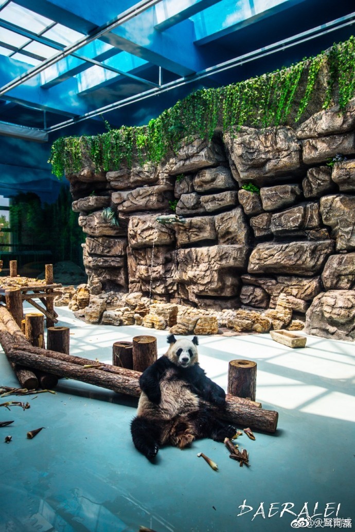 夏天好去处!大青山野生动物园不只有熊猫.[并不简单]