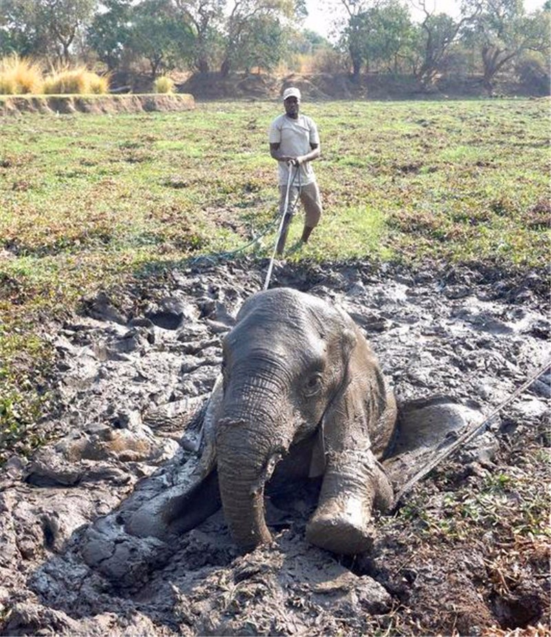 小象身陷泥潭,众人合力救助仍拉不起来,小象:我真的不重!